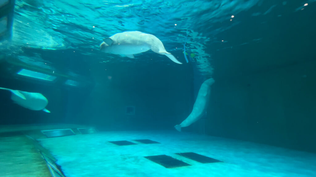 鴨川シーワールドの動物との触れ合い